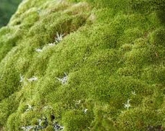 Rock cap moss 1 sq ft (live)