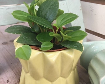 Peperomia European Trailing 2"