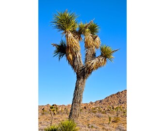 Joshua Tree at Joshua Tree National Park California Fine Art Photography Yucca Palm