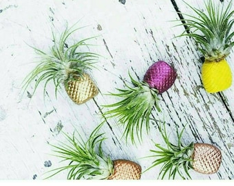 1 Pineapple Magnet/Air Plant magnet/Pineapple decor/Air Plant Holder/Air Planter/Concrete Planter/Bridesmaid Gift/Pineapple/Office Planter