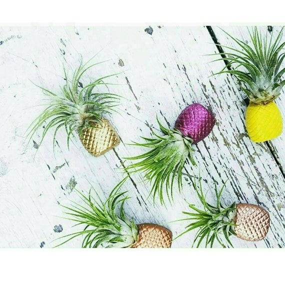 1 Pineapple Magnet/Air Plant magnet/Pineapple decor/Air Plant Holder/Air Planter/Concrete Planter/Bridesmaid Gift/Pineapple/Office Planter