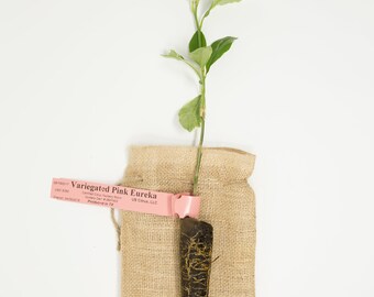 Pink Variegated Lemon Tree - 12" Micro-budded Citrus Tree