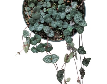 Trailing Plant STRING OF HEARTS Plant 6" Super Long Pot Rare Ceropegia Woodii Hanging Basket Plant Indoor Trailing Vine Succulent Favor