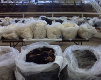 Wool Fleece, Unwashed 2.5 pounds