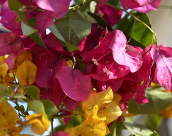 Red and Yellow flowers