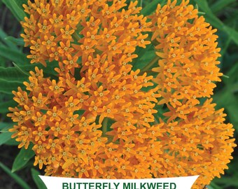 Butterfly Milkweed (Asclepias tuberosa) - 75 seeds