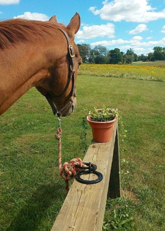 Tie off for dog or horse tie up hitching rings. Round