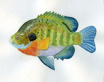 Bluegill Fish | Bluegill Fish Etsy Bluegill Fish | Bluegill Fish Etsy
