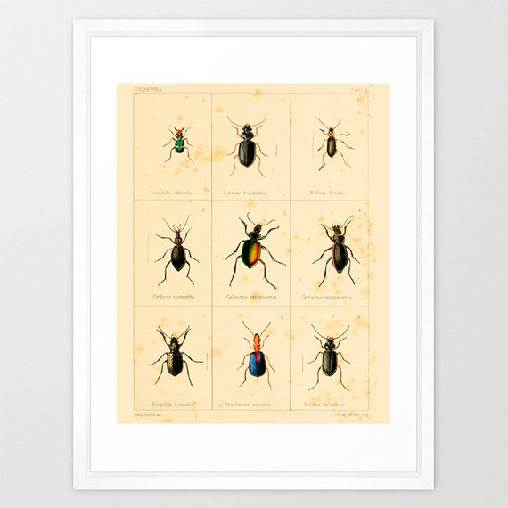 Insect Poster Bug Poster Antique Insect Print Insect Art