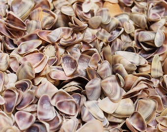 Blue/White Coquina Shells (appx. 250 pcs.) - Donax Variabilis