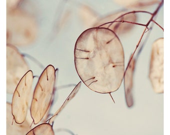 Nature Photograph - Lunaria Photograph - Flower Photography - Blue Art - There Is A Feeling - Fine Art Photograph - Alicia Bock - Floral Art