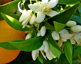 Neroli Essential Oil (Orange Blossom Oil) | Pure | Undiluted