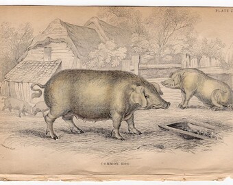1836 hog original antique animal print engraving - the common hog