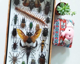 Mix Real Rare Big Set Bugs Insect Insects Framed Box Display Taxidermy Centipede Spider Gideon Jewel Dung Beetle Cicada Scorpion Entomology