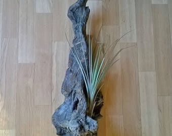 Tillandsia on a piece of wood