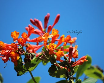 Mother Nature's Flower Macro Fine Art Print 2