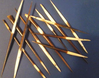 African Porcupine Quills 4