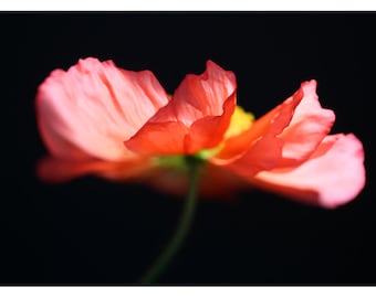 Nature Photograph - Floral Art - Flower Photograph - Pink - Fiery #1 - Fine Art Photograph - Alicia Bock - Botanical - Poppy - Oversized