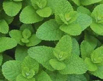 Fragrant Apple Mint Perennial Starter Plant