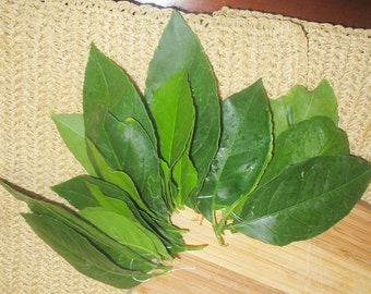 Fragrant Fresh Lime Leaves, tender greens from my organic garden