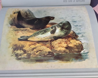 Thorburn's Mammals, a vintage book with stunning plates.