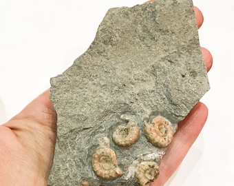 Fossil Ammonite from Dorset