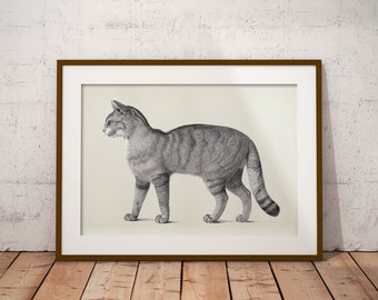 Old vintage Illustrations of animals-cat