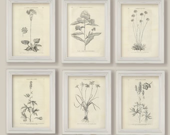 Set Of 6 Botanical Sepia Black and White Flowers Illustrations Sketches Drawings Prints A4 or 5x7