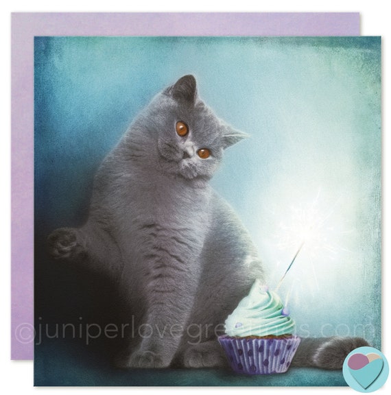 Birthday Cards Cat Kitten Lovers British Shorthair BLANK