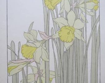 Antique J Foord Pochoir Botanical Print Daffodil + 2 Bonus Pages 1904