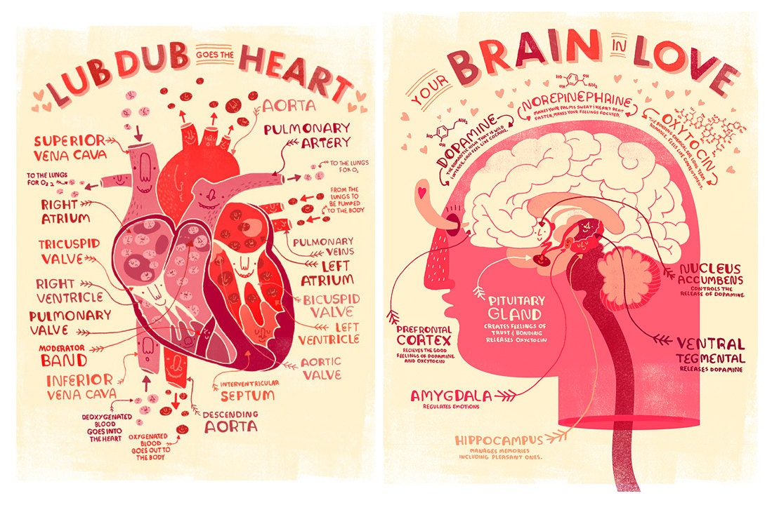 Valentine's Heart and Brain Anatomy Poster DEAL