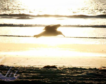 Nature and Bird Photography. Beach Photography. Summer Photography. 8x12 Print