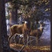 One Of A Kind Forest Deer 36" x 44" Panel 50061DP-X from Windham by the panel