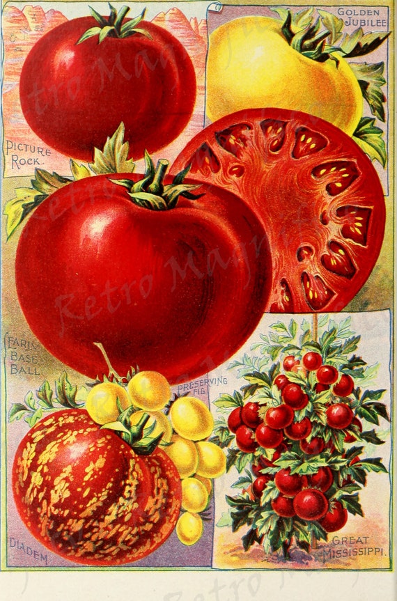 Tomatoes