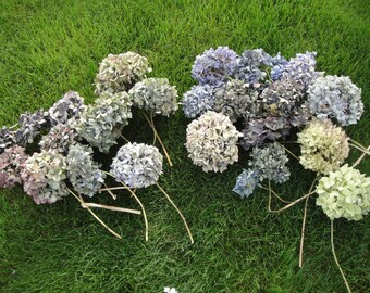 Dried Hydrangeas Dried Flowers Shabby Chic Home Decor Wedding Decorations Hydrangeas