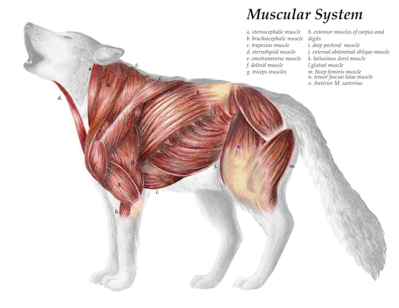 Grey Wolf Muscular System Scientific Illustration Print
