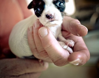 shelter dogs no. 16