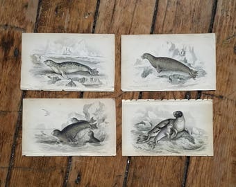 c.1833 ANTIQUE SEAL PRINTS - original antique sea life prints - Jardine animal prints - marine mammals - set of 4 hand colored engravings