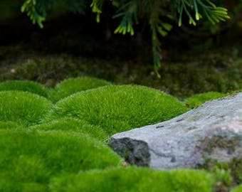 Live Cushion Moss