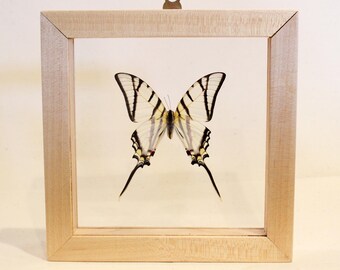 Real Framed Butterfly Wall Art Display Natural Home Decor Gift Real Framed Butterfly Wall Art Display Natural Home Decor Gift