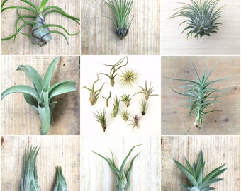 5 Pack assorted Tillandsia air plants - Rainforest Alliance Donation Item!