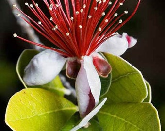 Feijoa Sellowiana Seeds - Pineapple Guava Exotic Fruit!