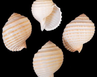 6 Tonna Tessalata 1" to 2" opening size in description below