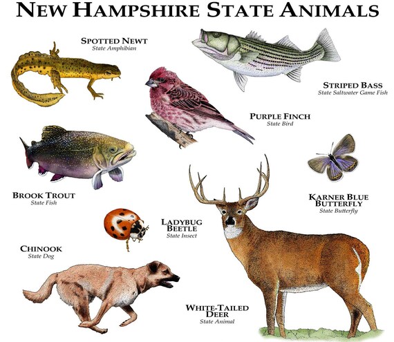 new-hampshire-state-animals-poster-print