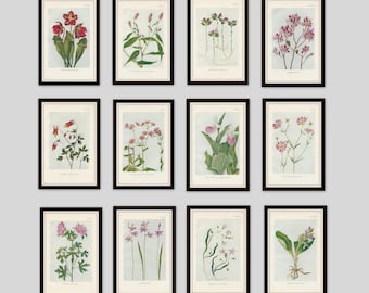 Any 6 Botanical Prints, Set of 6, Antique Botanical, Botanical Print Set, Set of Prints, Cottage Decor, Victorian, Lithograph, Wildflower