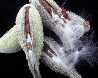 Milkweed Pods with Seeds and Fluff OR Just the Milkweed Fluff & Seeds - Crafting / Wedding Decor