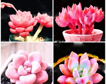 200pcs Rare Pink Beauty Flower pots planters Succulent seeds plants Home bonsai