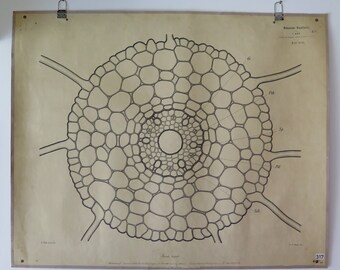 Antique Botanical School Wall Chart "Segale Cereale" German Botanische Wandtafeln Early 1900s