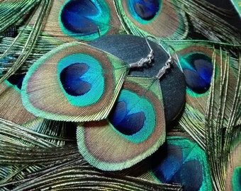 Natural Peacock feather earrings.