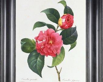 BOTANICAL PRINT REDOUTE Flower Camelia 8x10 Botanical Art Print 1 Beautiful Pink French Camelia Garden Nature Plant